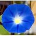 Heavenly Blue Morning Glory 3000 Seeds