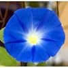 Blue Morning Glory Seeds