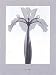 Calyx in X-Ray Style by A. Premium-Richards Fine Art Print / Poster 19.75 x 27.50 in.