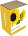 Outdoor Living : Grow It: Sunflowers