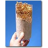 The Childrens Mushroom Garden- Indoor/Outdoor Growing Kit- Great Gift Idea: Educational learning toy or science project. Grow Edible Enokitake Mushrooms.