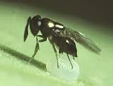 Trichogramma Wasps