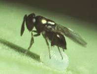 Trichogramma Wasps