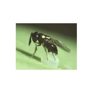 Trichogramma Wasps