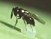 Trichogramma Wasps