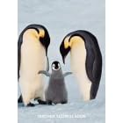 Click here to buy Address Bk-Lanting Penguin (Taschen Address Books) by  Frans Lanting.
