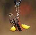 Droll Yankees Fruit Feeder