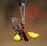 Droll Yankees Fruit Feeder