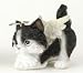 Roman Divine Canine - Kitten Angel - Tuxedo (Black and White) 3 Tall - Christmas Ornament