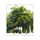音楽は素晴らしいものだ