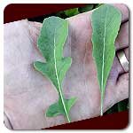 100% Certified Organic: Astro Arugula Seeds - B002AR55TW