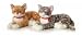 Stuffed Tawny Tabby
