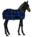 Centaur Foal Turnout Blanket