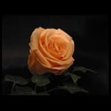 Rose Heads, Preserved, Light Orange