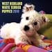 terrier20 - West Highland White Terrier Puppies 2010 Wall Calendar