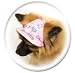 Princess Dog Hat
