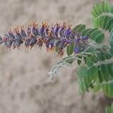 Amorpha canescens (Lead Plant) - Bulk Wildflower Seeds
