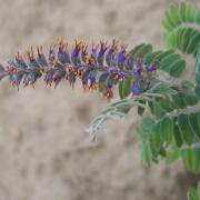 Lead Plant (Amorpha canescens) - Jumbo Wildflower Seed Packet