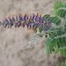 Amorpha canescens (Lead Plant) - Bulk Wildflower Seeds