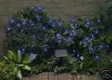Solar powered Acorn lights (50 blue diodes)