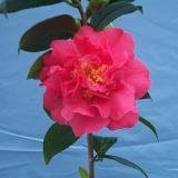 Review   / Camellia Juno