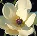 Athene Flowering Magnolia Tree Five Gallon