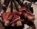 Prosciutto Di Parma Imported from Italy aged 14 months