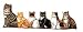 Apparel : Cat Draft Dodger