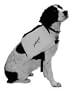 Stearns� Pet Flotation Vest