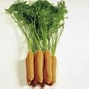 SUTTONS SEEDS: Carrot F1 Eskimo Seeds (660 seeds)
