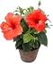 Hibiscus Flowering Plant