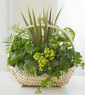 Same Day Flower Delivery European Dish Garden