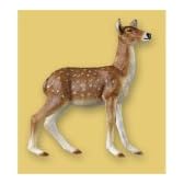 Doe （雌鹿）