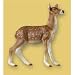 Doe （雌鹿）