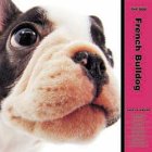 THE DOG フレンチ・ブルドッグ 2005年度 カレンダー