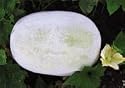 Yash Ash Gourd seed packet