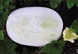 Yash Ash Gourd seed packet