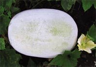 25 Seeds Benincasa hispida white gourd, wax gourd seeds