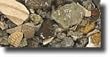 Carib Sea Specialty Freshwater African Cichlid Mix Rift Lake Authentic 20 lb