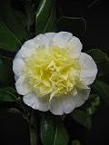 Review   / Camellia Gwenneth Morey