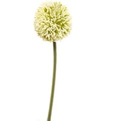 ASA Selection Deko Allium Liguster l55cm weiss