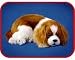 LIFE LIKE KING CHARLES SPANIEL PUPPY