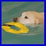 Pet Supplies : Frequent Flyer Dog Fetch Toy Water Dock Hunting Agility Training