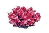 FLEXIBLE RED POCILLOPORA LARGE