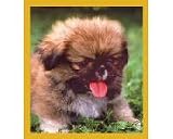 Pekingese Puppy Bookmark