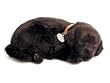 Perfect Petzzz Black Lab
