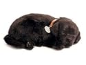 Perfect Petzzz Black Lab