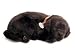 Perfect Petzzz Black Lab