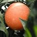 Robertson Navel Orange Tree Semi Dwarf Five Gallon