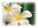 16 oz. Jasmine Night Alexandria's Fragrance Lamp Oil